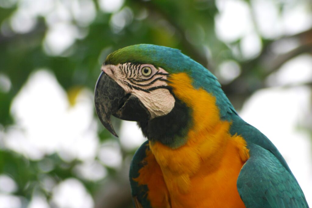 parrot in Brazil's Pantanal